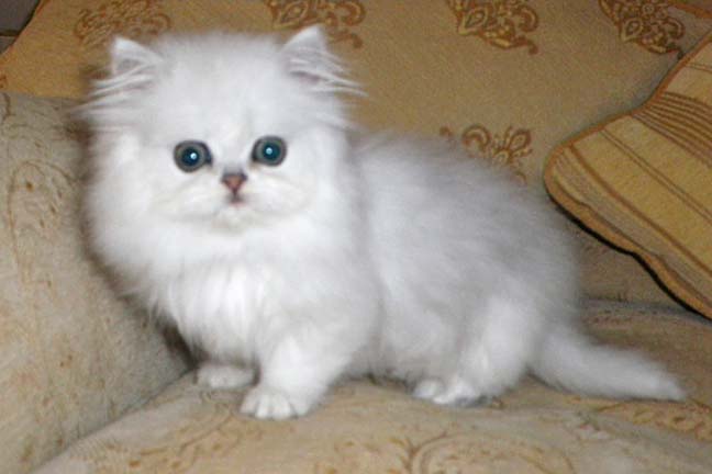 kit1
